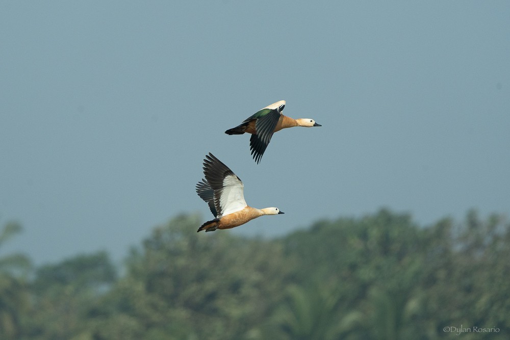 Ruddy Shelduck - ML647057094