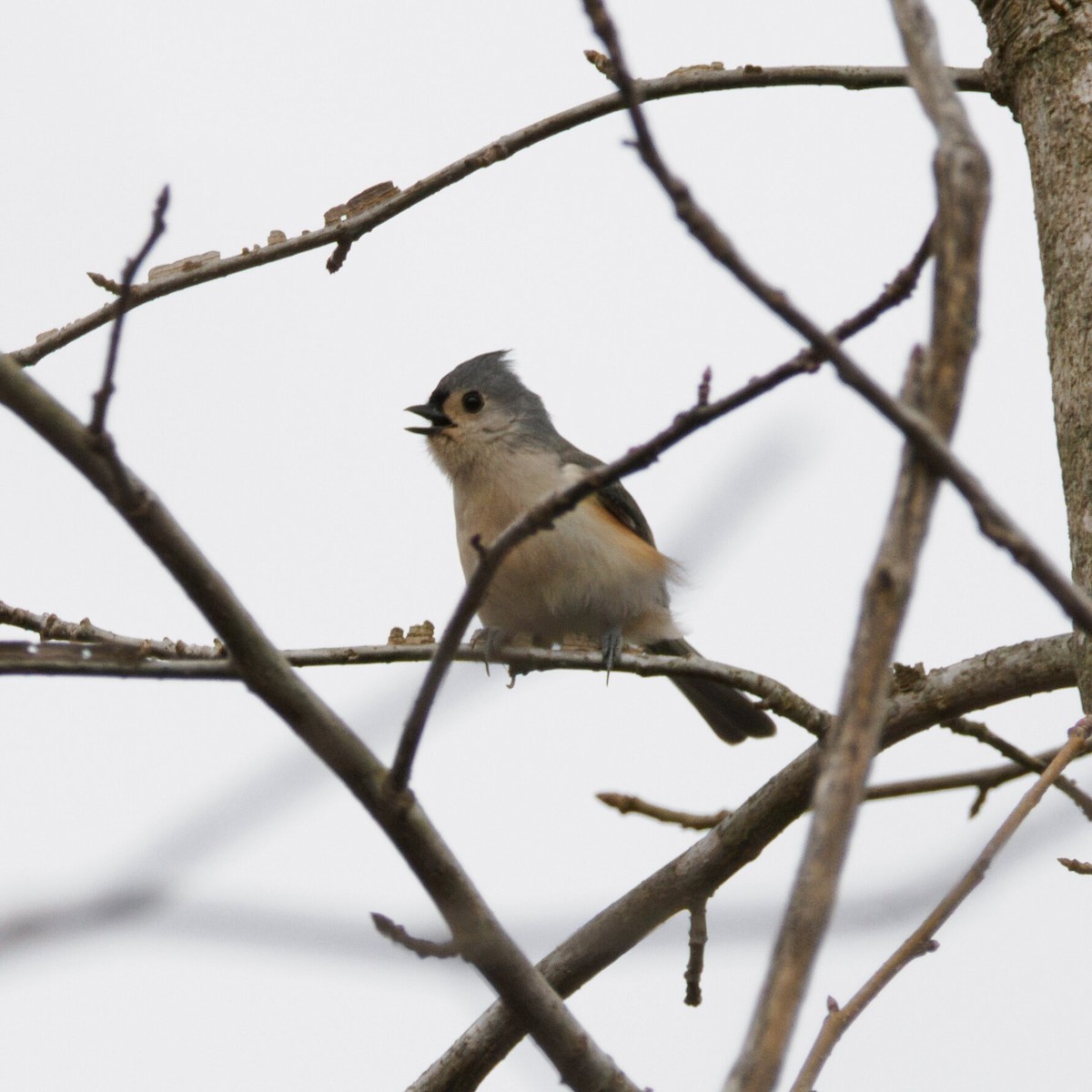 エボシガラ - ML647057097