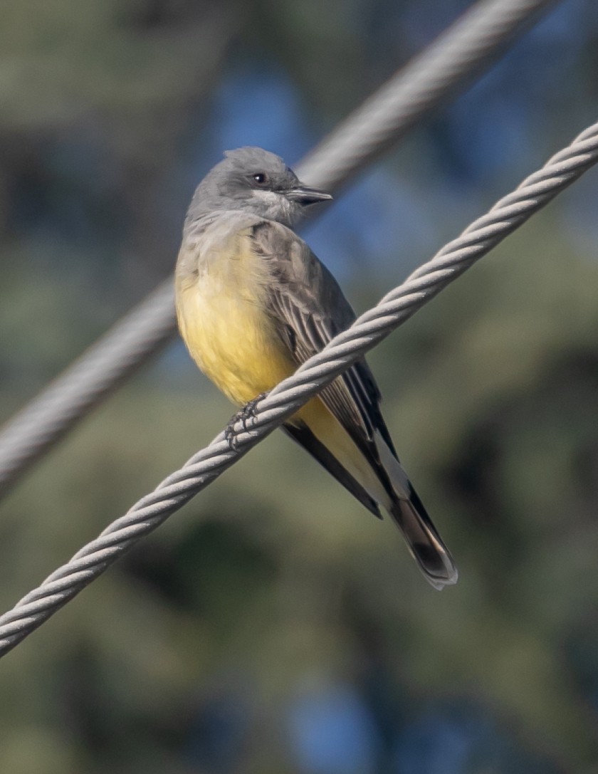 krattkongetyrann - ML647057099