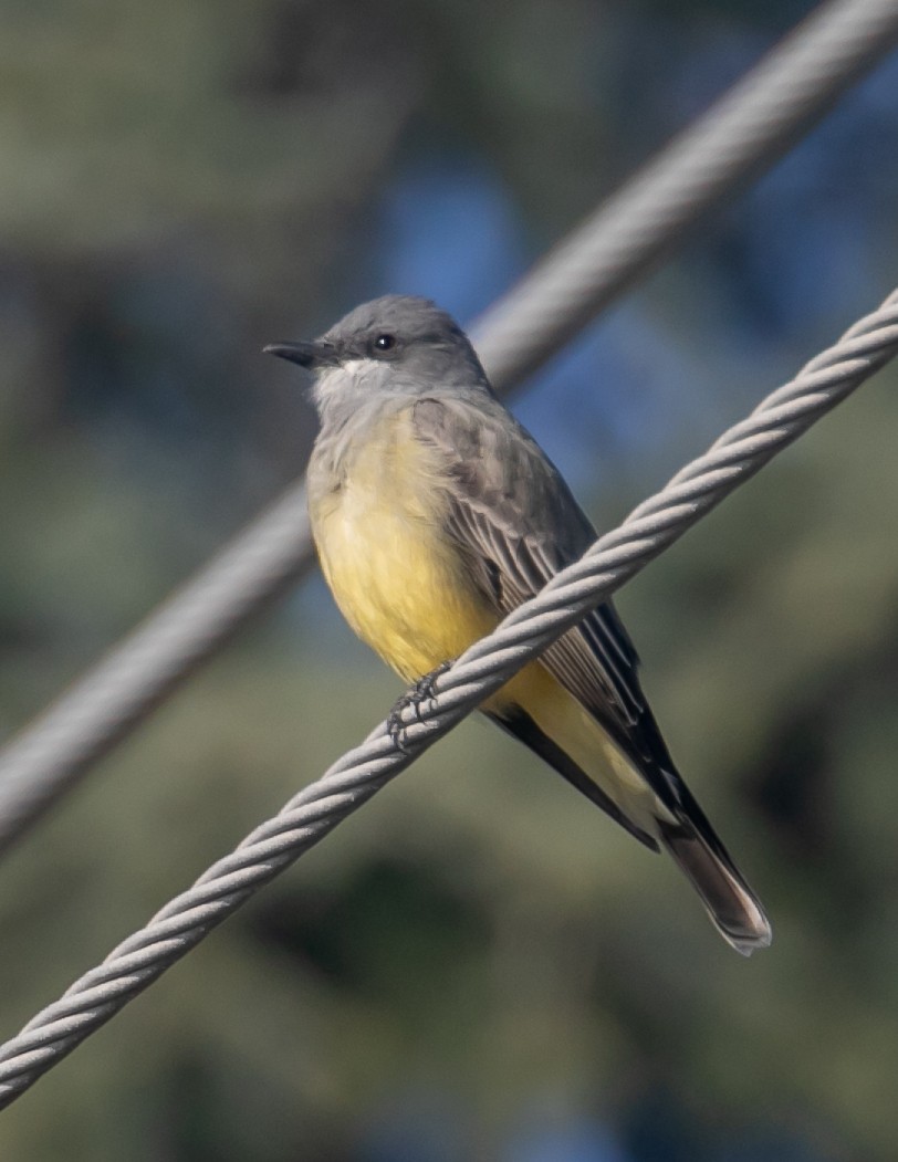 krattkongetyrann - ML647057100