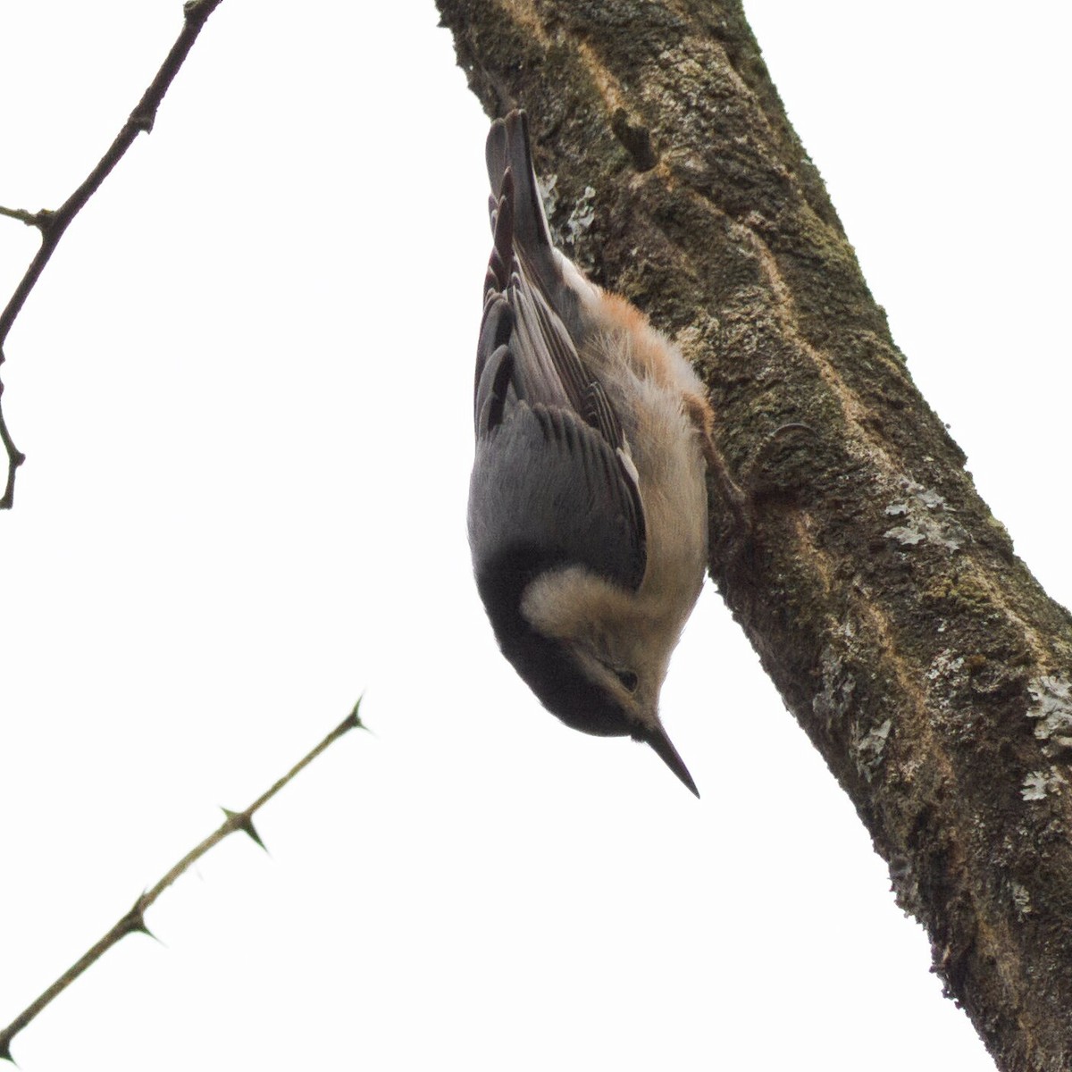 ムナジロゴジュウカラ - ML647057101