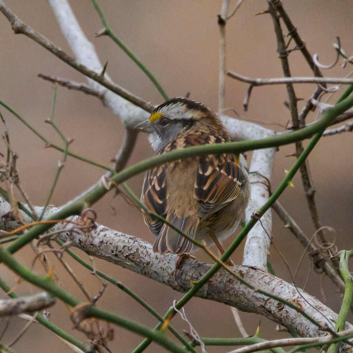 ノドジロシトド - ML647057111