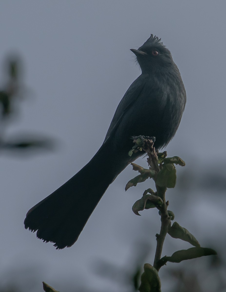 Phainopepla - ML647057118