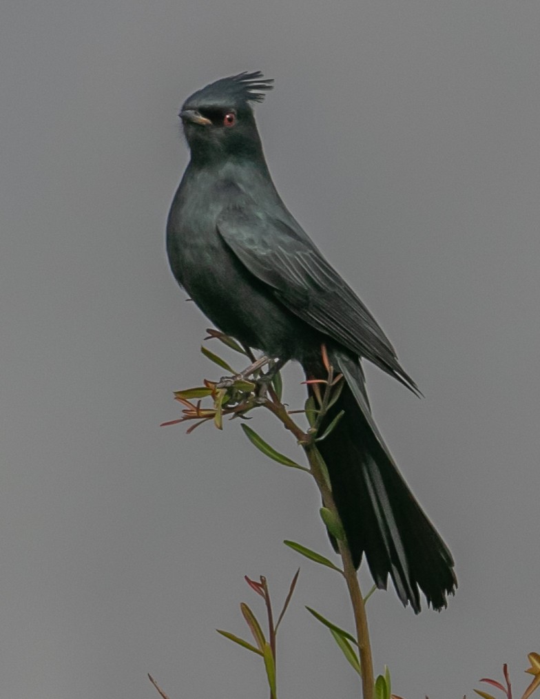 Phainopepla - ML647057119