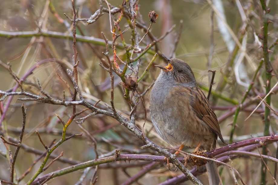 Accenteur mouchet - ML647057124