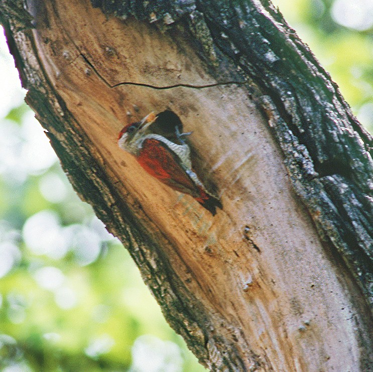 Scarlet-backed Woodpecker - ML647057125
