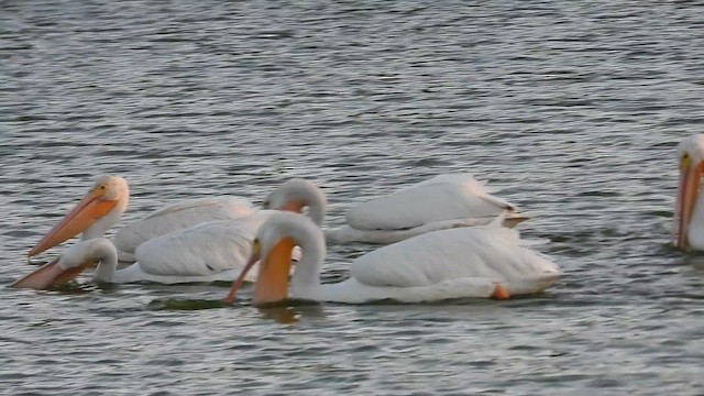 שקנאי אמריקני - ML647057129