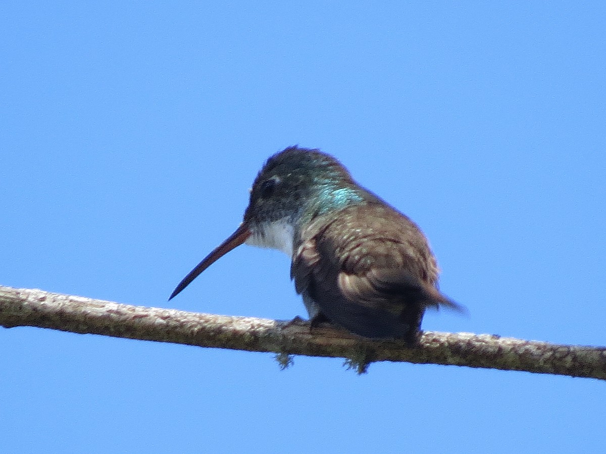 Azure-crowned Hummingbird - ML647057131