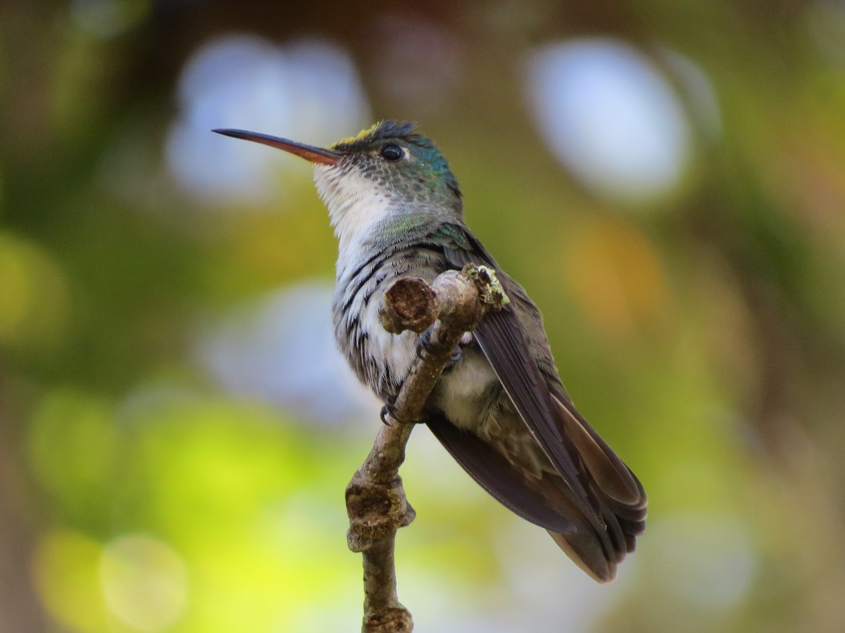 Azure-crowned Hummingbird - ML647057132