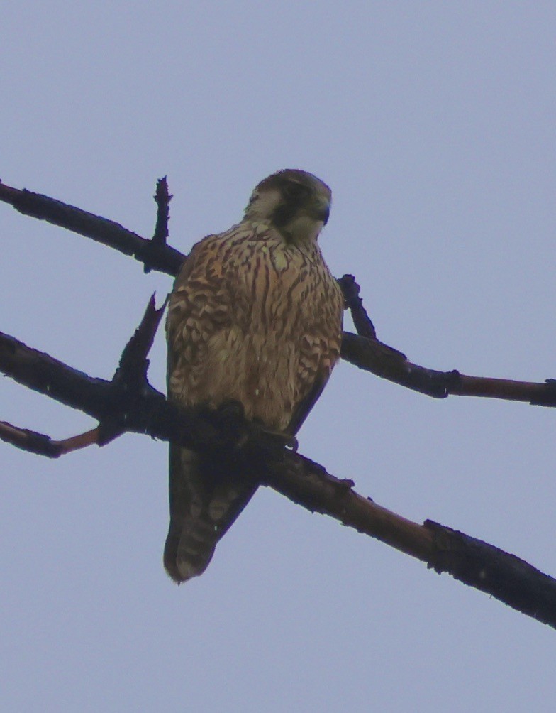 sokol stěhovavý - ML647057135