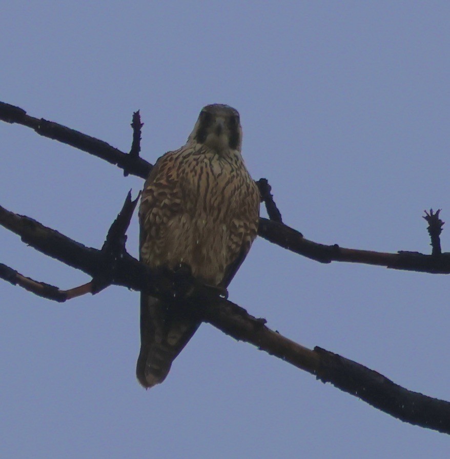 sokol stěhovavý - ML647057141