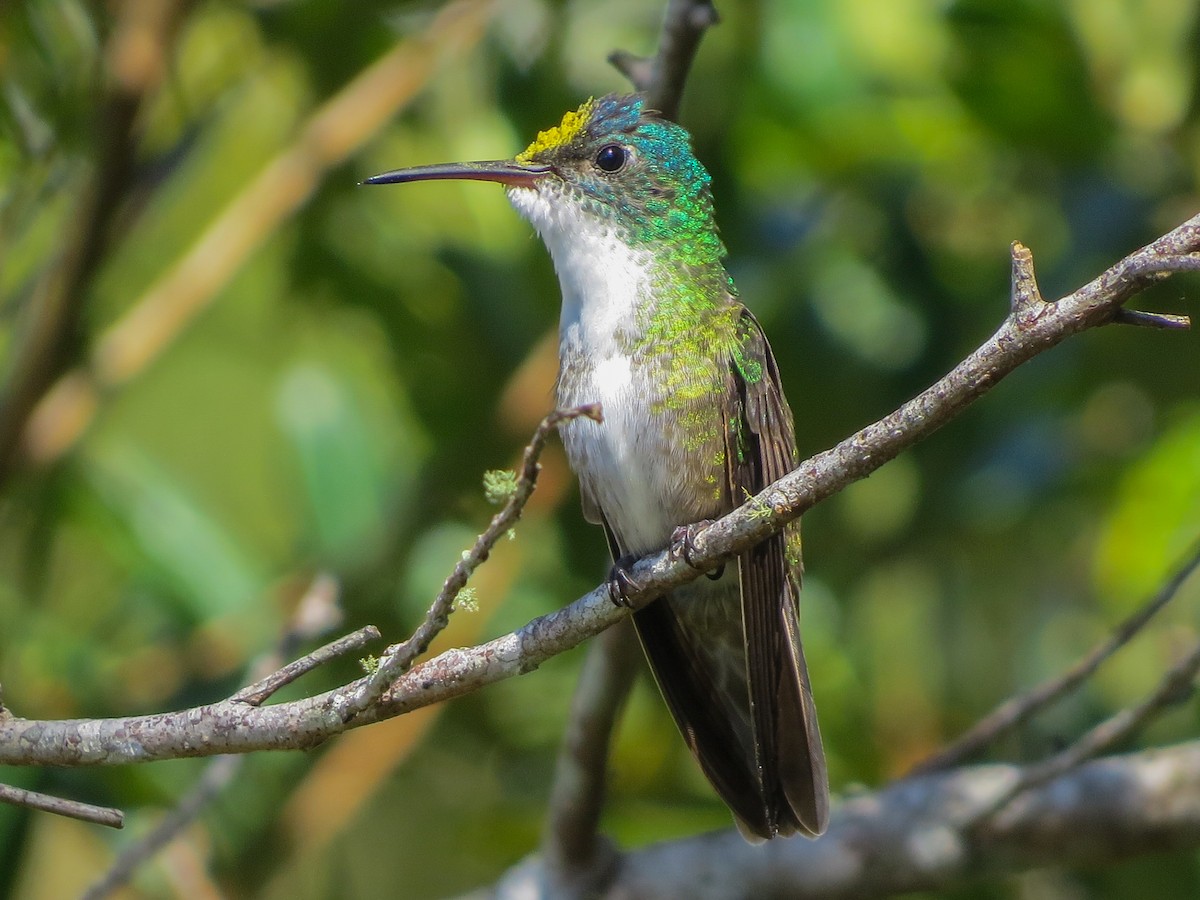 Azure-crowned Hummingbird - ML647057162