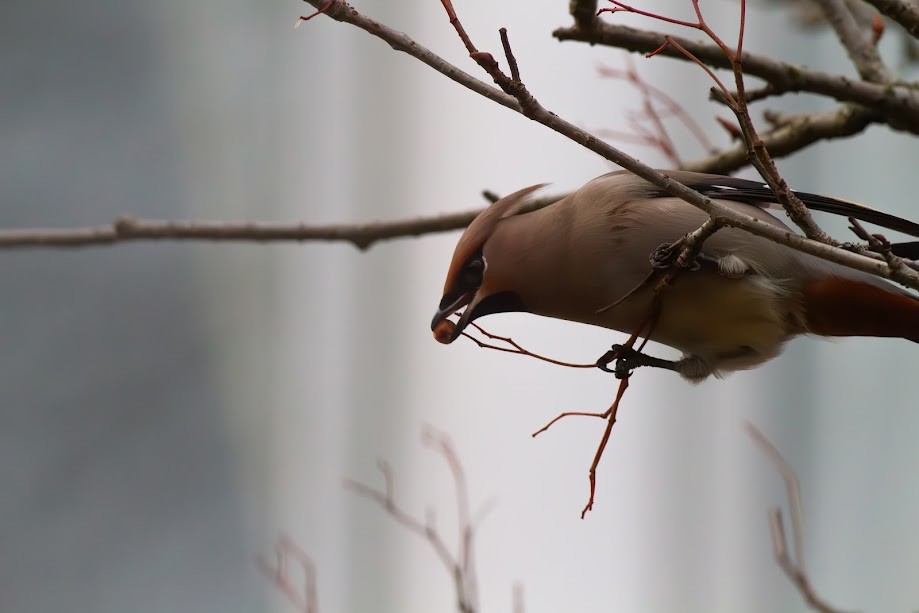 Bohemian Waxwing - ML647057163