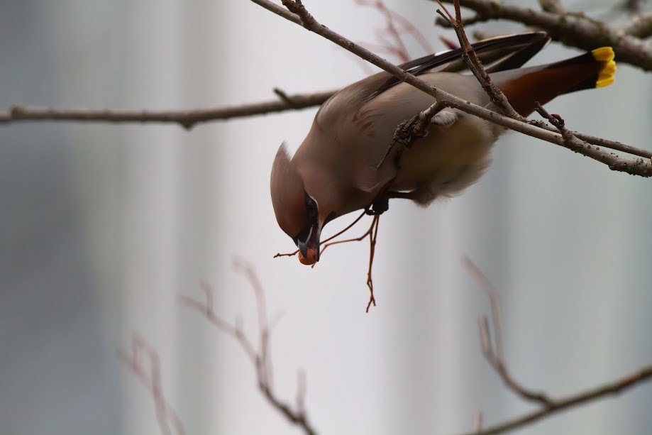 Bohemian Waxwing - ML647057166