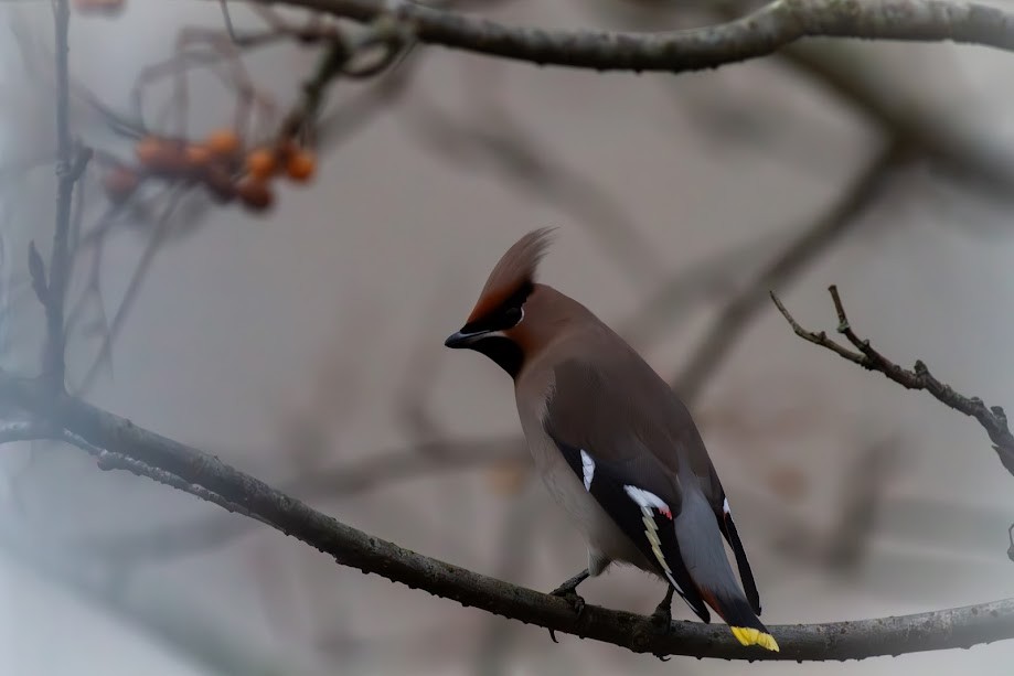 Bohemian Waxwing - ML647057168