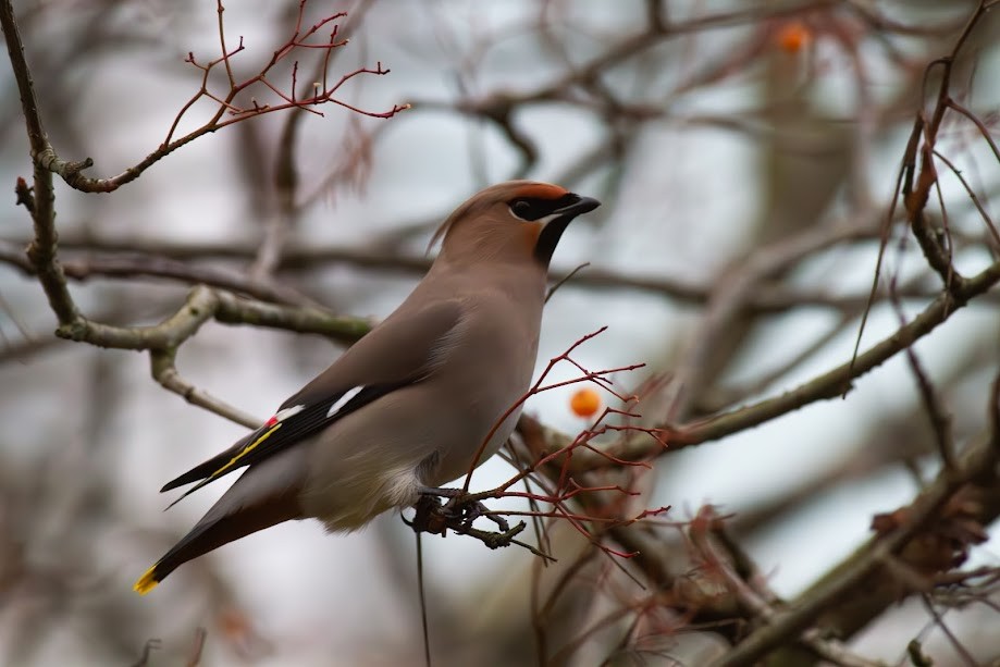 Bohemian Waxwing - ML647057169
