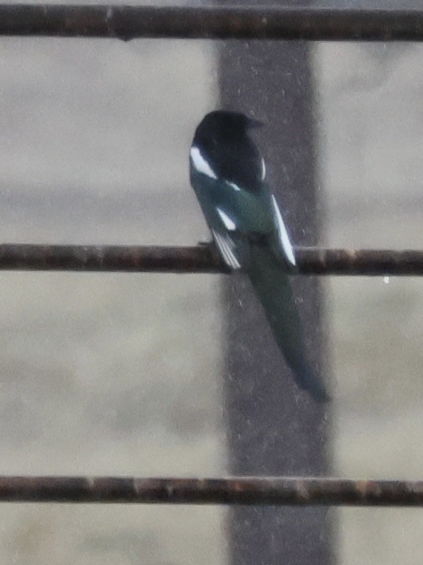 straka americká - ML647057170