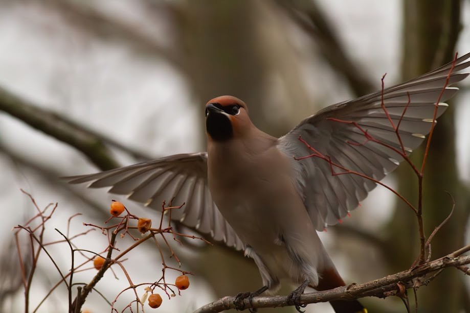 Bohemian Waxwing - ML647057173