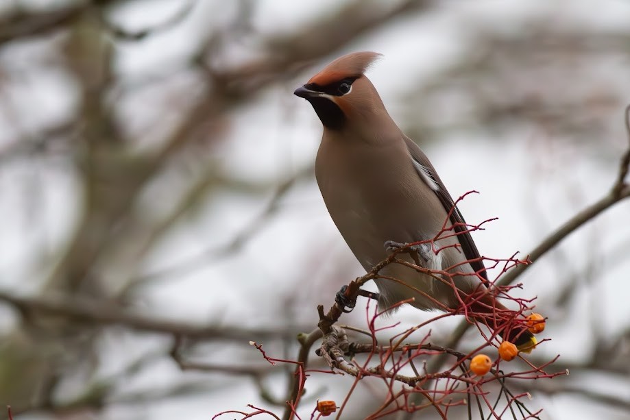 Bohemian Waxwing - ML647057177