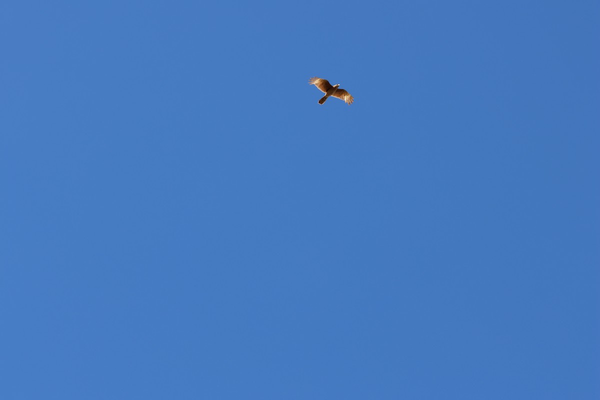 Chimango Caracara - ML647057179