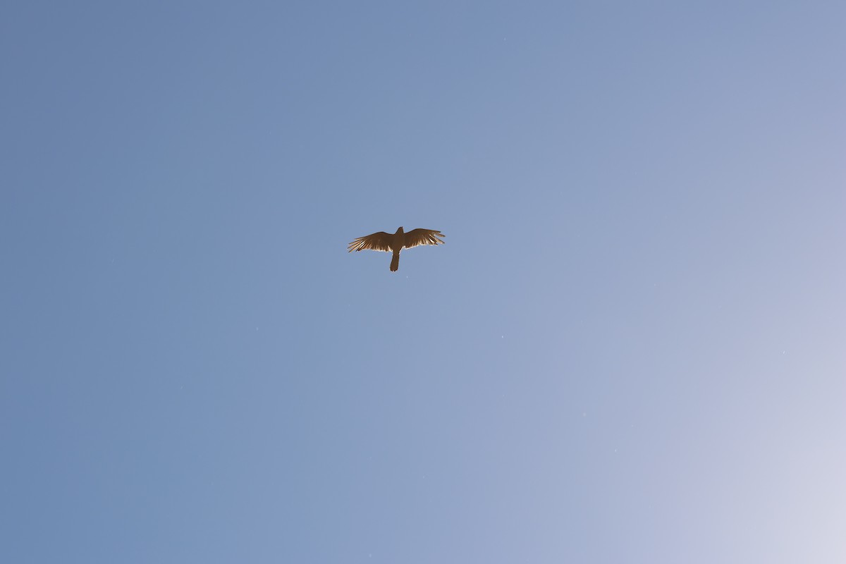 Chimango Caracara - ML647057181