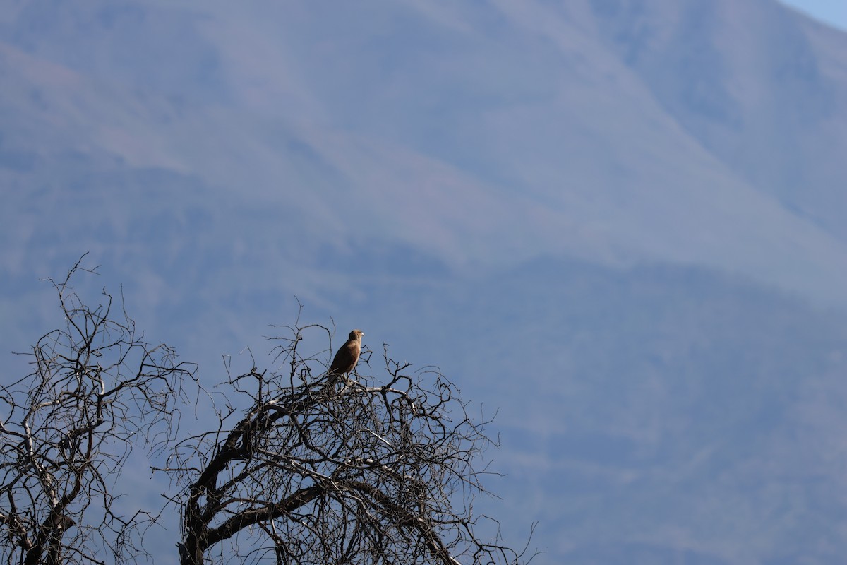 Chimango Caracara - ML647057182