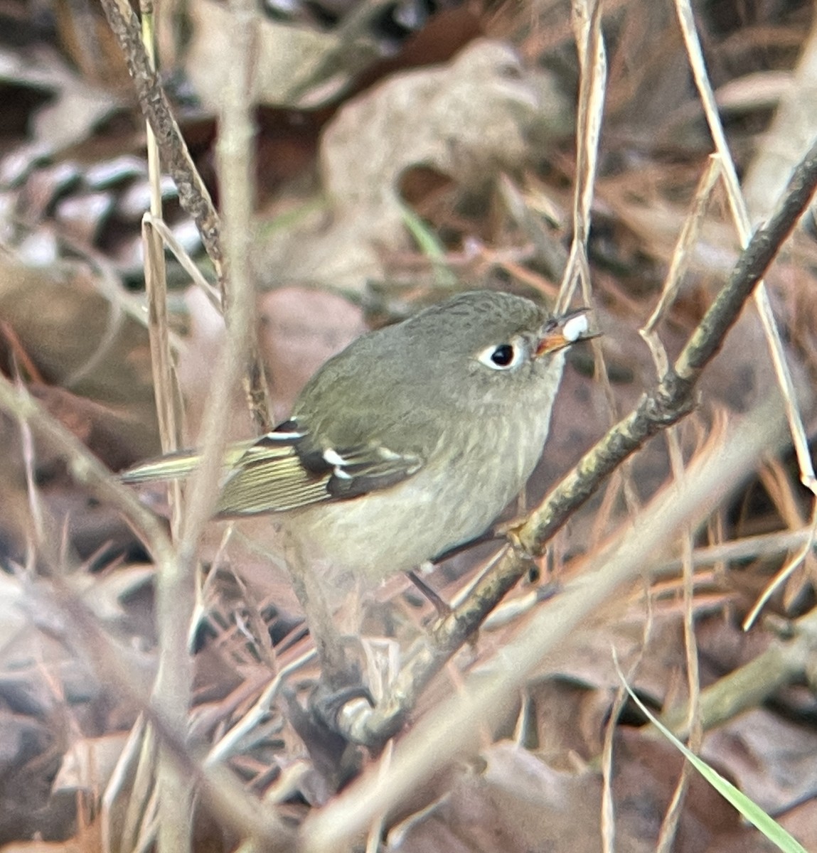 Золотомушка рубіновочуба - ML647057184