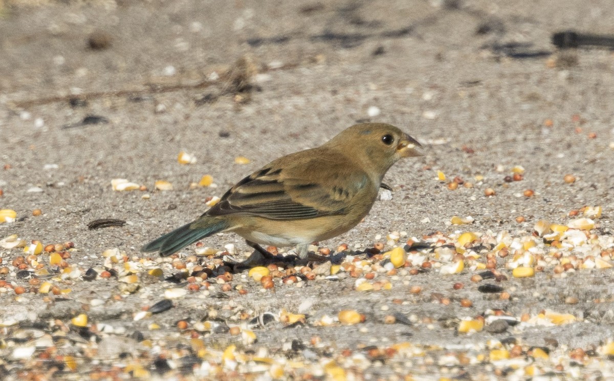 Indigo Bunting - ML647057188
