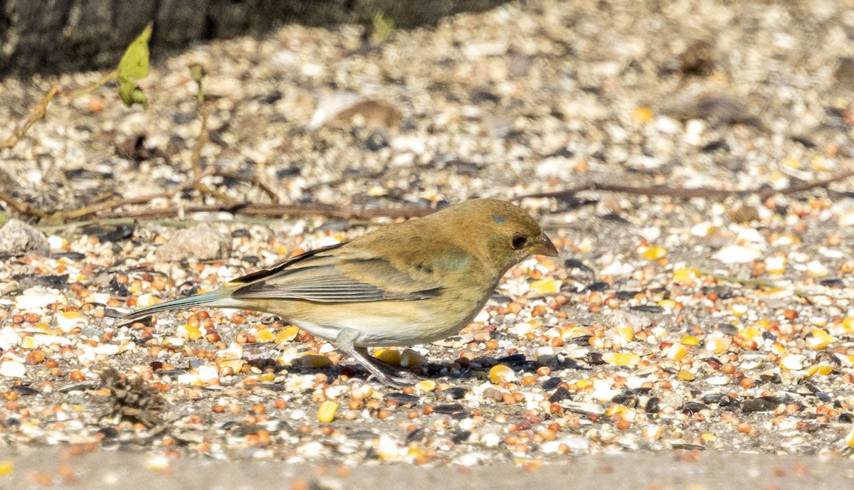 Indigo Bunting - ML647057189