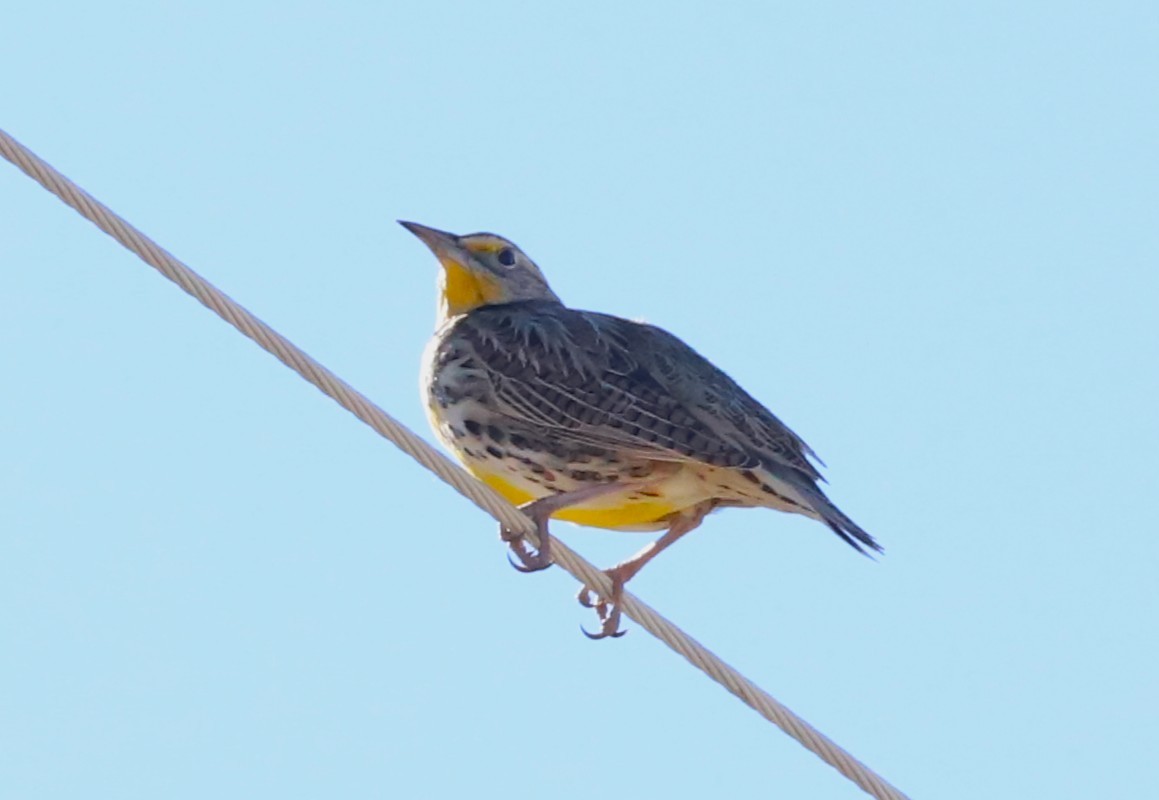 Western Meadowlark - ML647057190