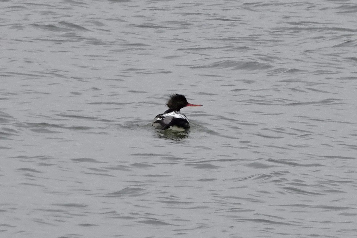 מרגון בינוני - ML647057197