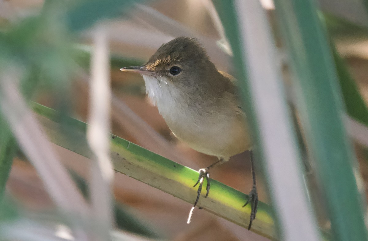 Тростниковая камышевка (группа baeticatus) - ML647057209