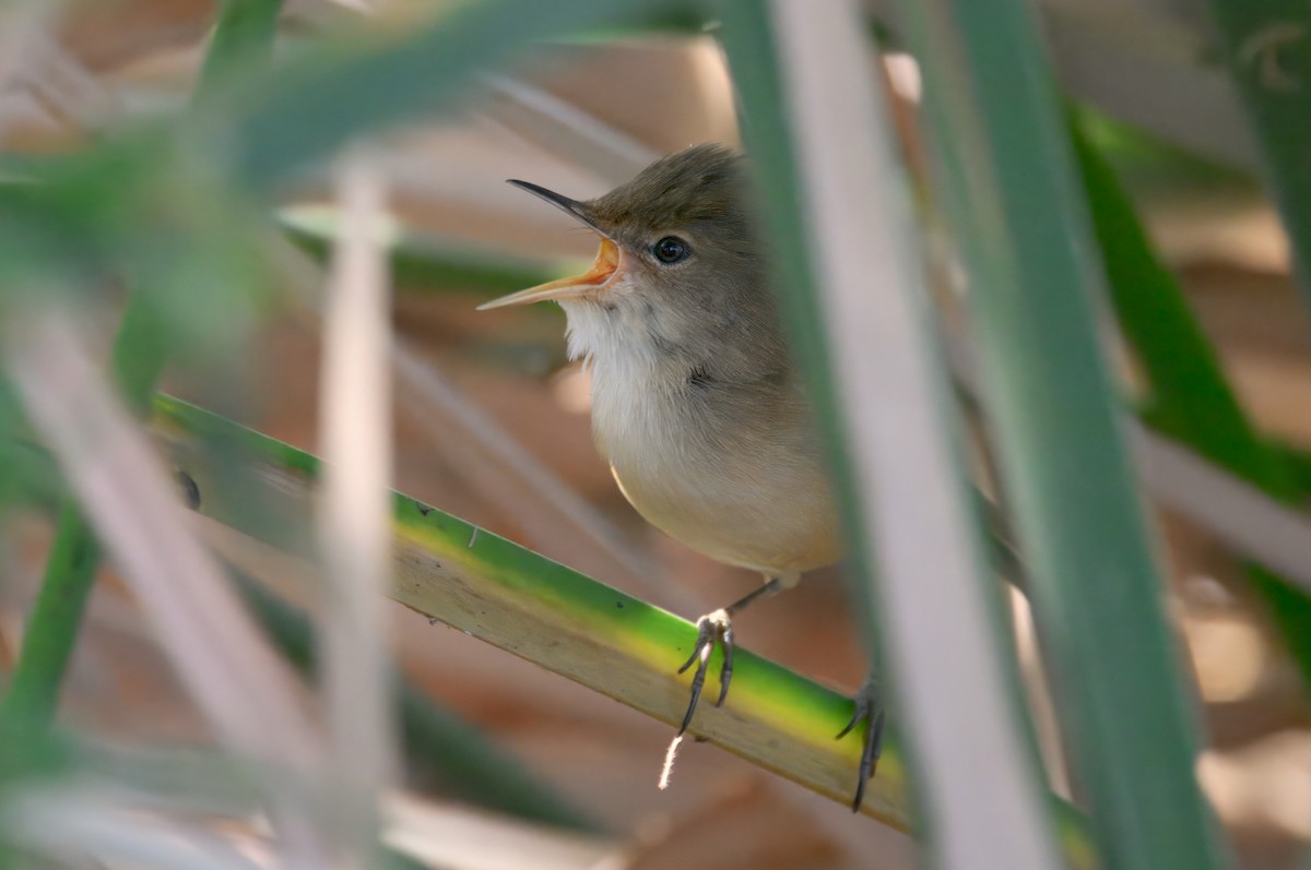 Тростниковая камышевка (группа baeticatus) - ML647057210