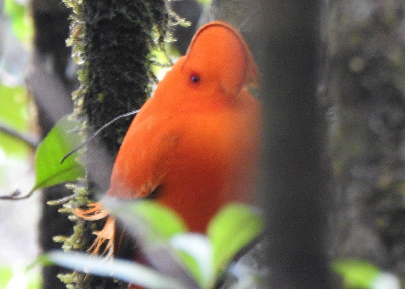 Guianan Cock-of-the-rock - ML647057211