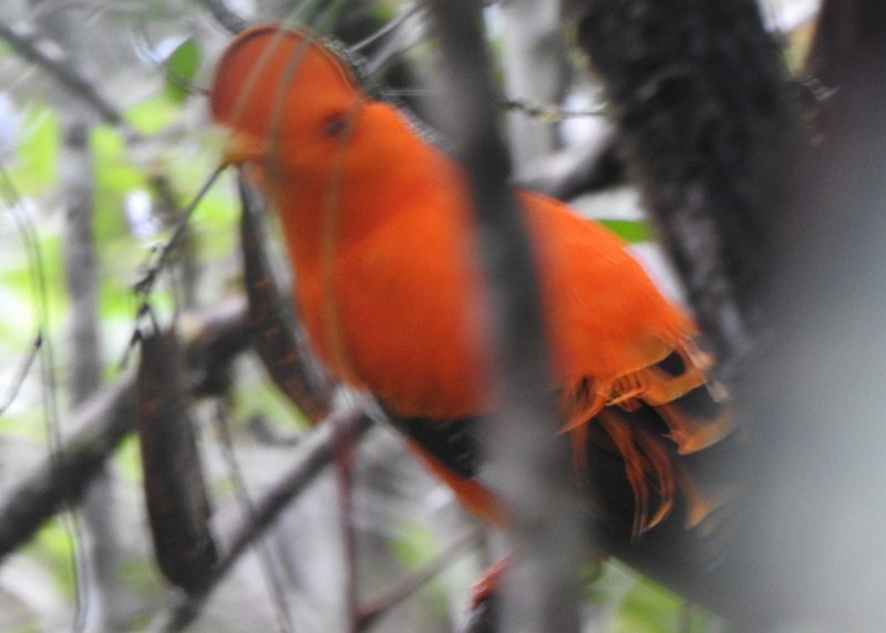 Guianan Cock-of-the-rock - ML647057212