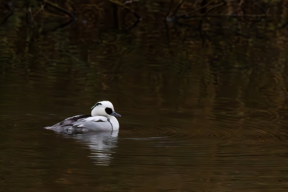 Smew - ML647057219
