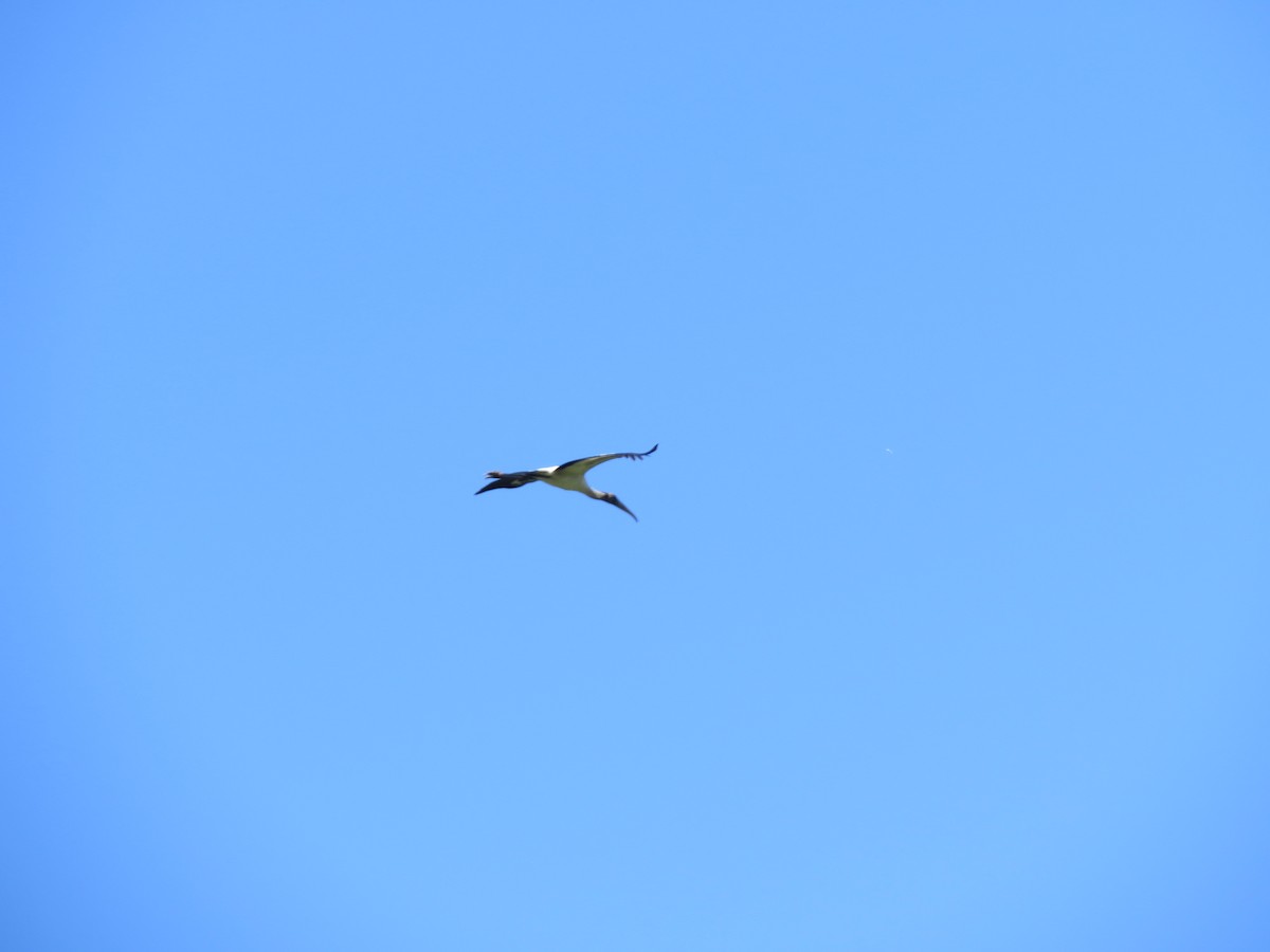 Wood Stork - ML647057232