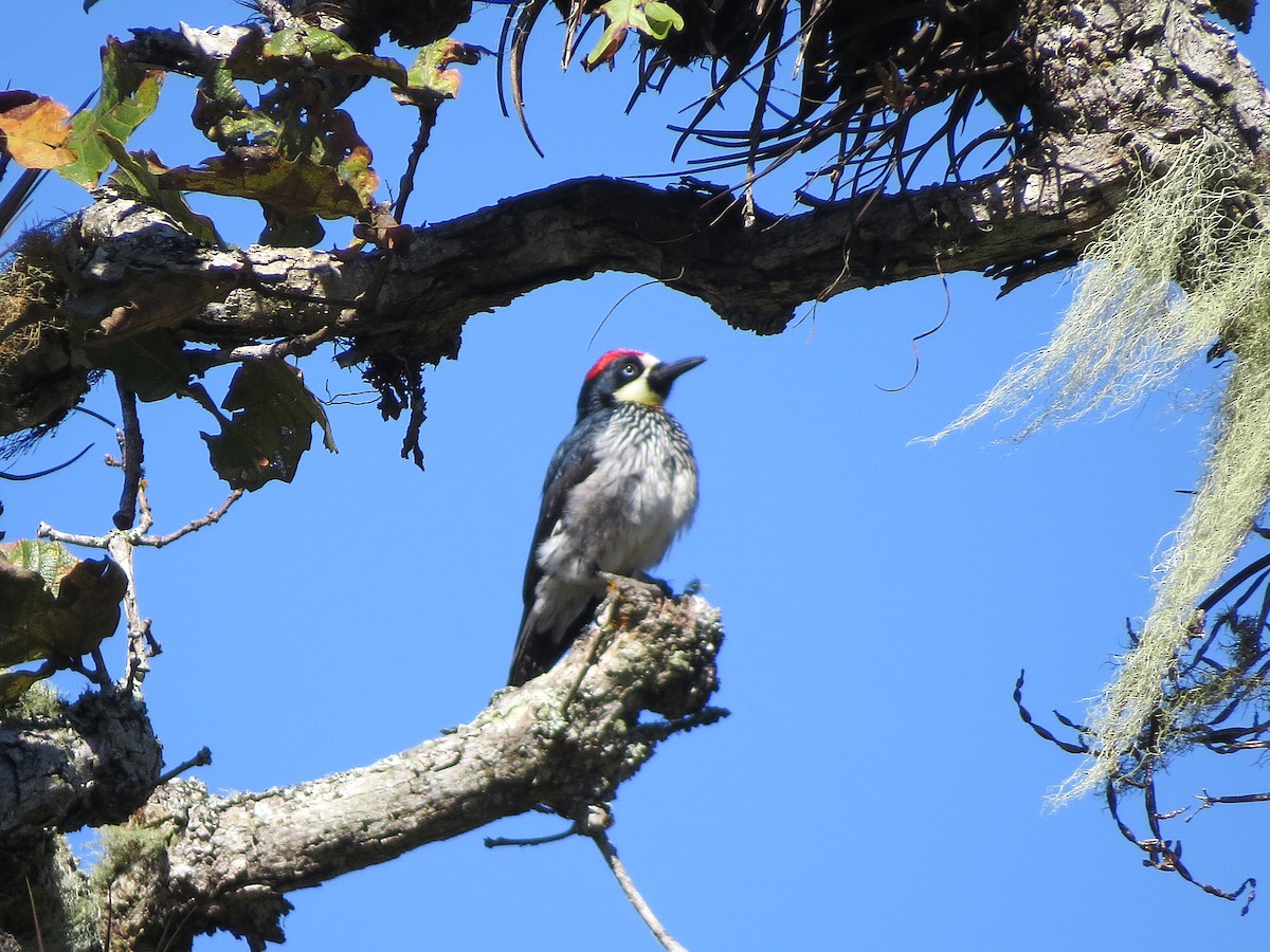 Acorn Woodpecker - ML647057261