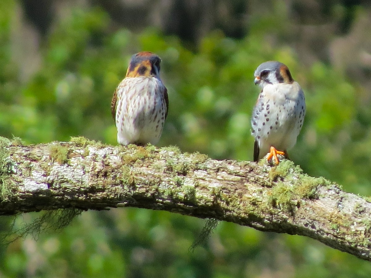 American Kestrel - ML647057265