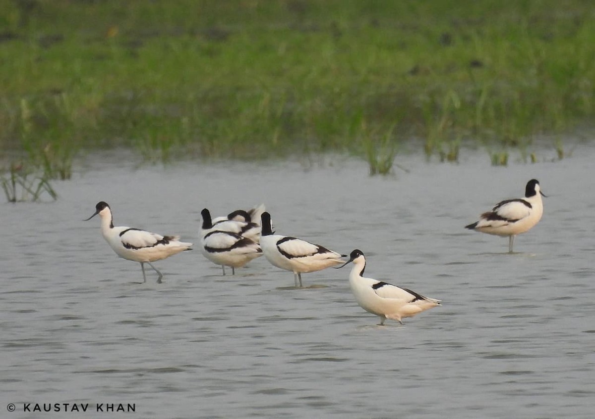 Pied Avocet - ML647057269