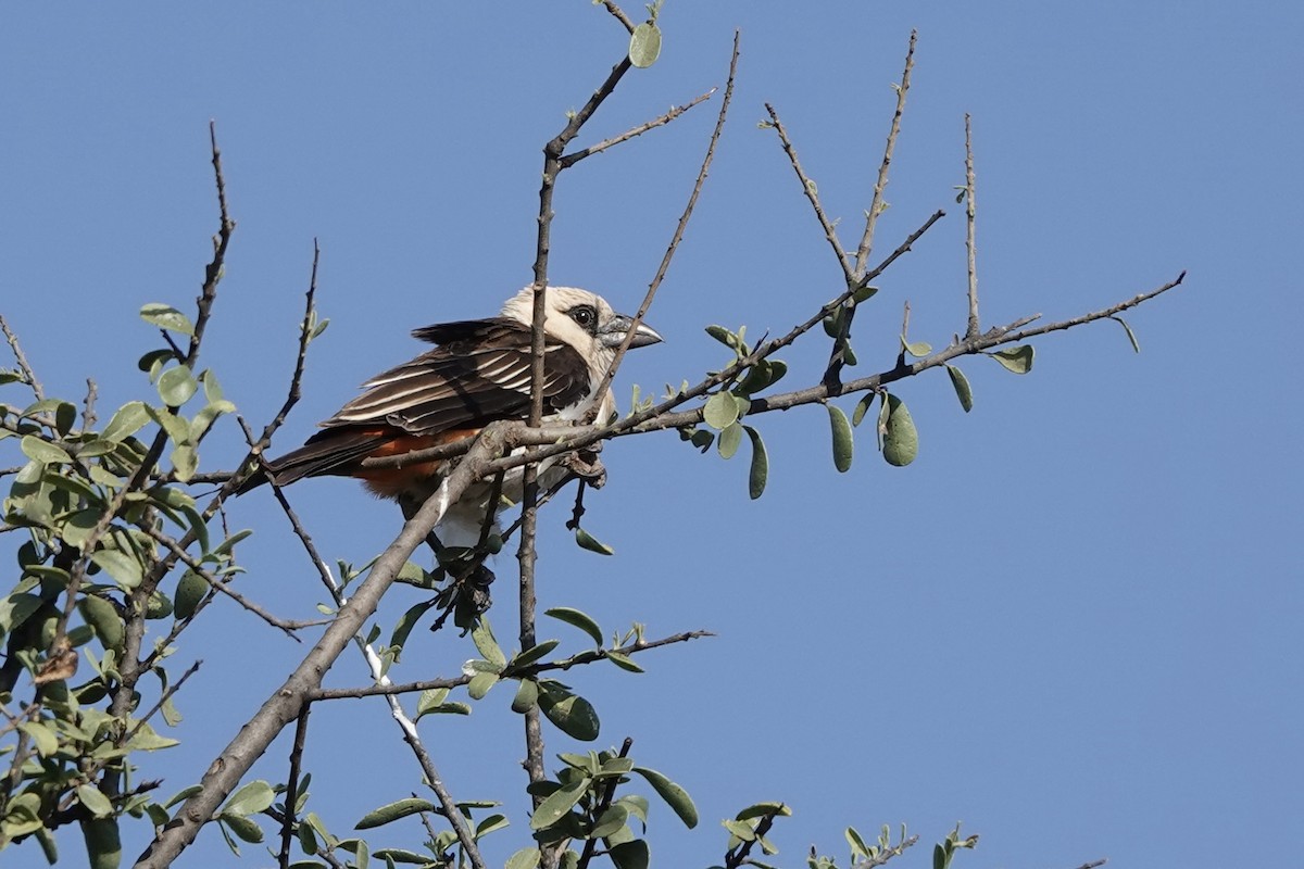 hvithodevever - ML647057270