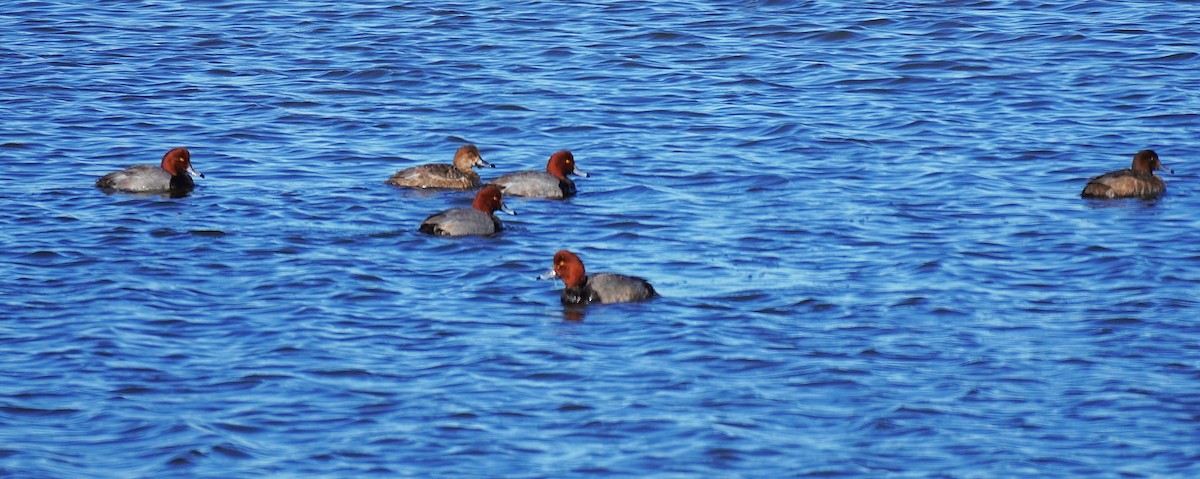 Redhead - ML647057271