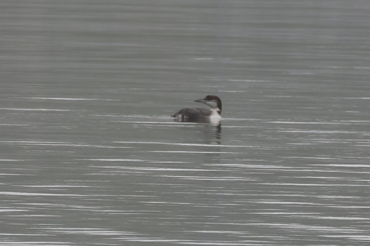 Common Loon - ML647057284