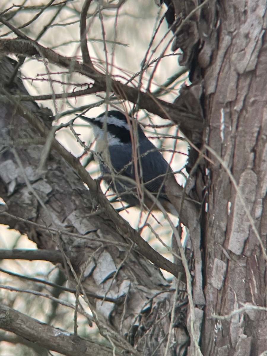 rustspettmeis - ML647057285