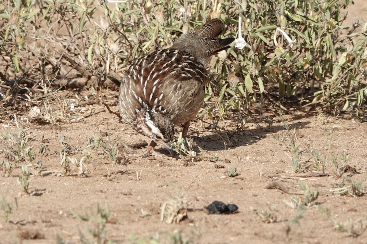 frankolín čapkový [skupina sephaena] - ML647057288