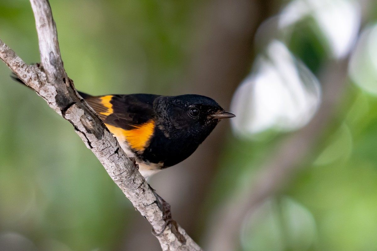 סבכון חכלילי - ML647057289