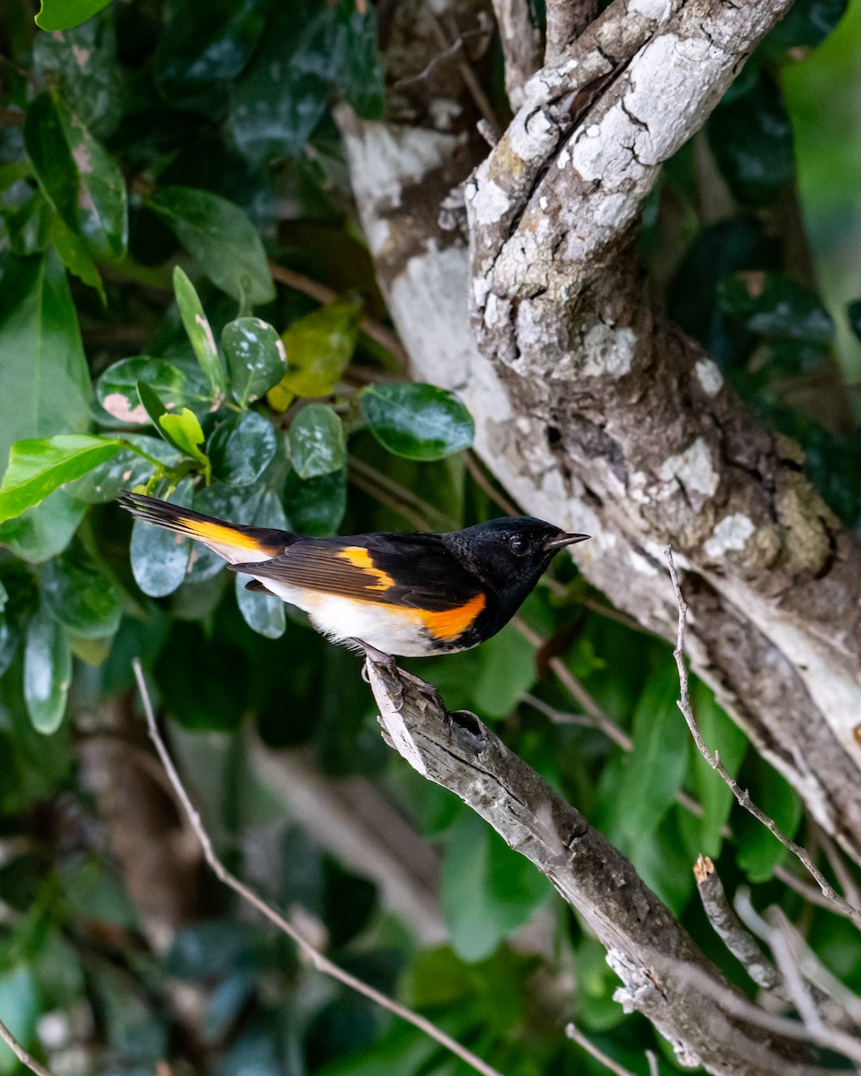 סבכון חכלילי - ML647057290