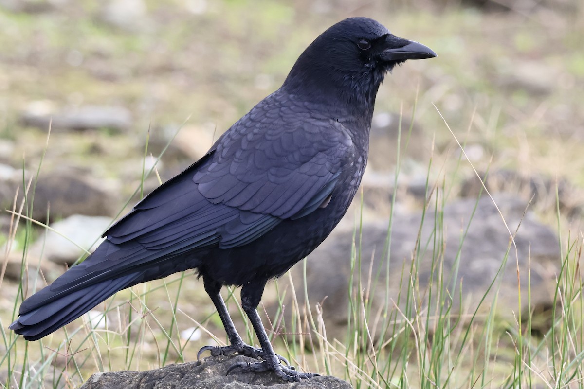 American Crow - ML647057291