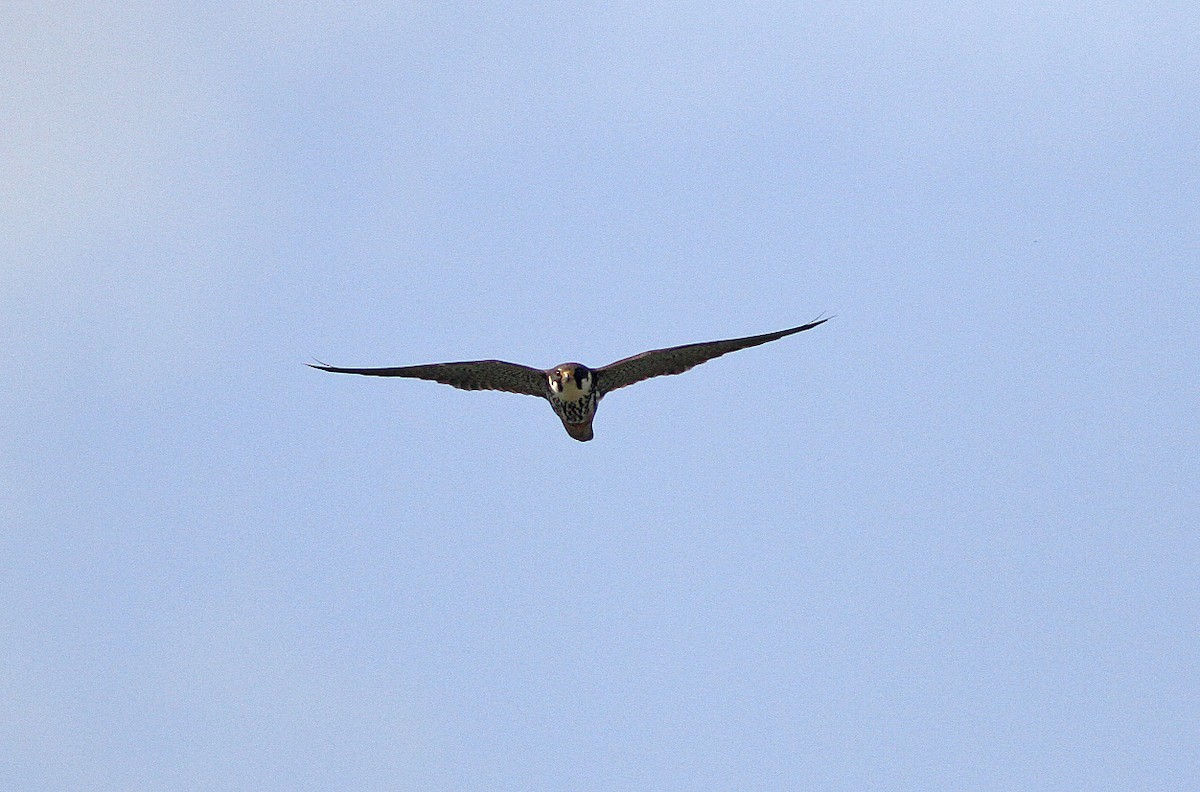 Eurasian Hobby - ML647057293