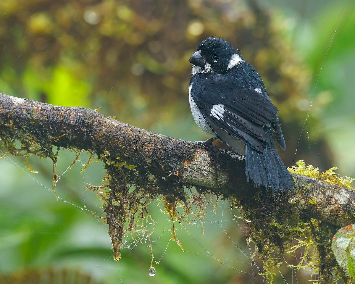 Чёрный просяночник [группа ophthalmica] - ML647057294